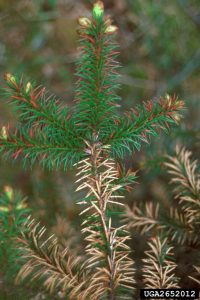 Symptoms of needle cast disease in spruce.