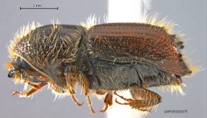 Northern spruce engraver beetle, Ips perturbatus